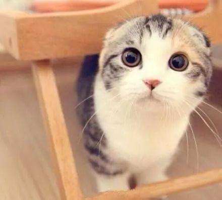 娱乐吃瓜君七七的折耳猫,娱乐吃瓜君的萌宠日常